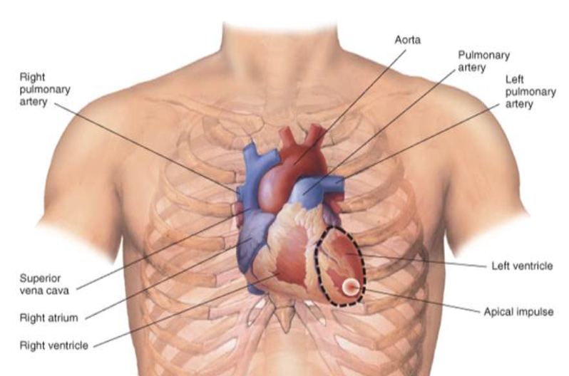 <ul><li><p>precordium </p></li><li><p>mediastinum </p></li><li><p>2nd to 5th intercostal </p></li><li><p>Base vs apex </p></li><li><p>Apical impulse/PMI </p></li></ul><p></p>