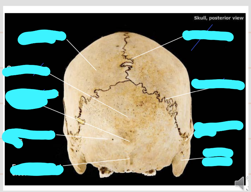 <p>Name the structures on the posterior view?</p>