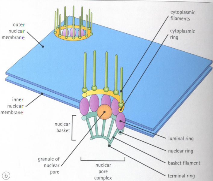 <p>The nuclear basket is the structure formed by the rings and filaments </p>