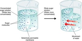 <p>Movement of solvent (water) across the cell membrane with the concentration gradient between the phospholipid molecules and via aquaporins (protein channels)</p>