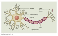 cells in the nervous system that communicate with each other to perform information-processing tasks