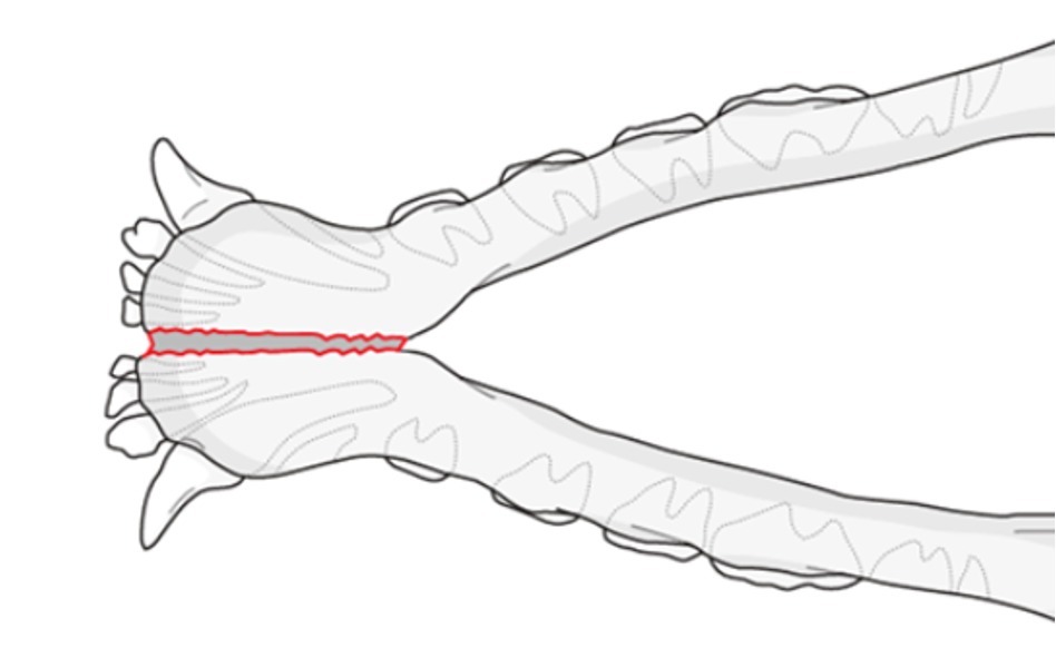 <p>The joint where the two halves of the mandible fuse; slight mobility can occur in dogs and cats.</p>