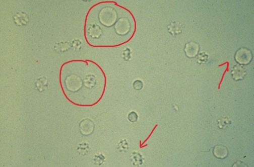 <p>What do you see in this image?</p>