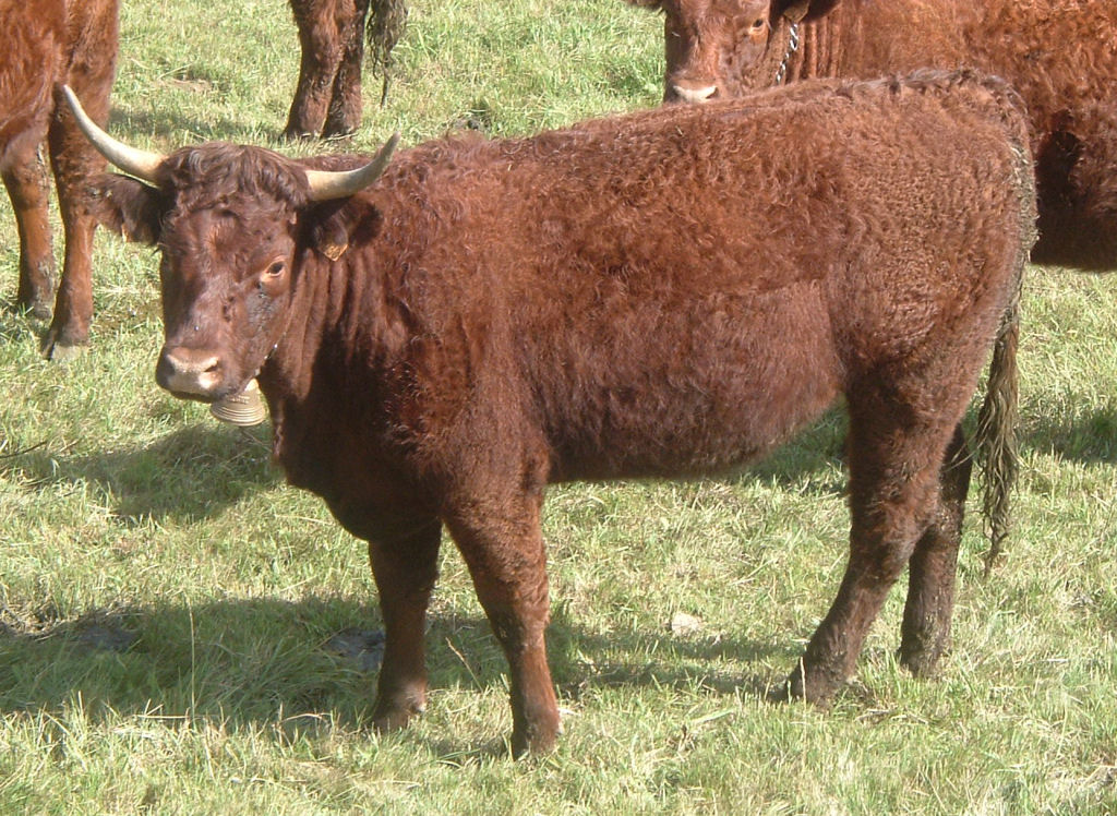 <p>france, dark mahogany, very good mother, popularity decreased due to disposition issues</p>