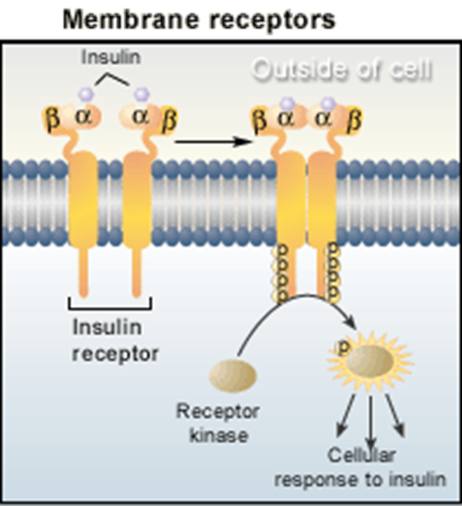 <p>G Protein-coupled receptors and Protein kinase receptors </p>