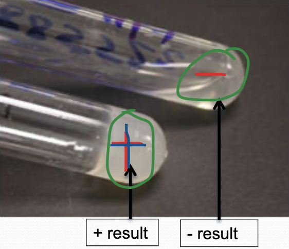 <p>Coagulase test A-H reaction info </p>