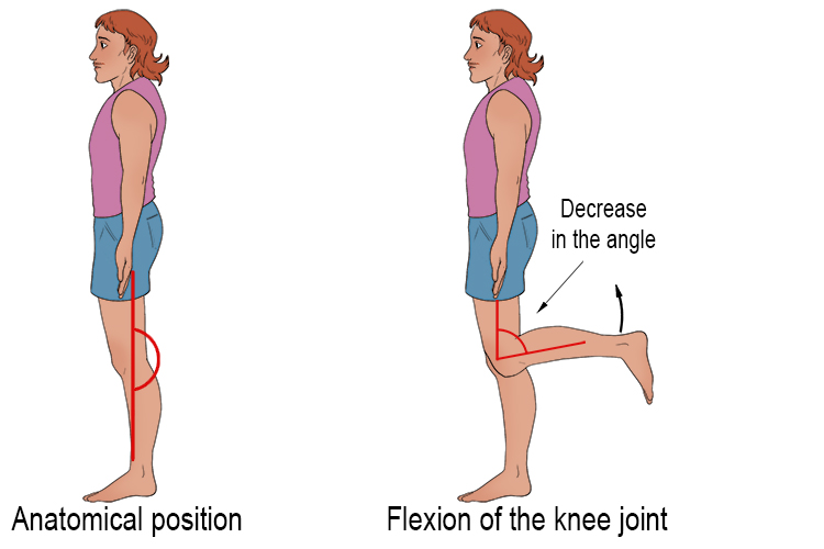 <p>decreases angle of anatomical position, <strong>bending elbow or knee</strong></p>
