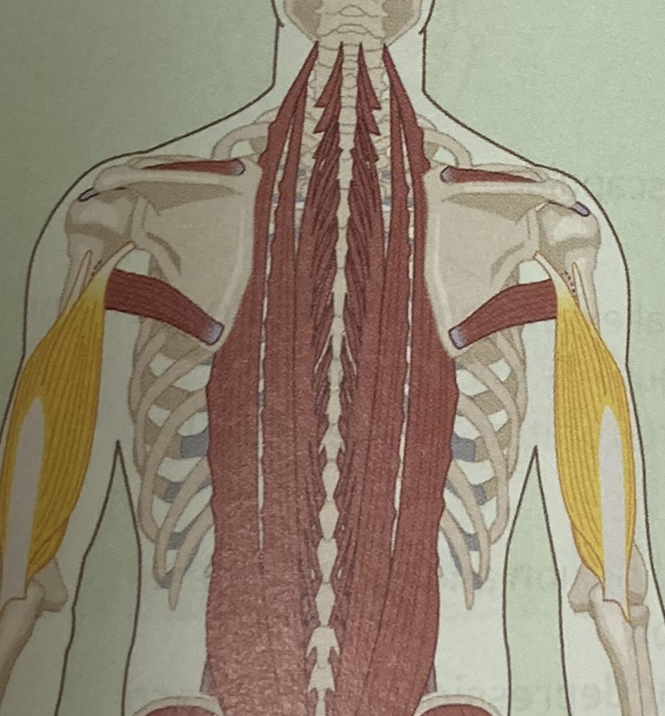 <ul><li><p>category: arm musculature</p></li><li><p>origin: scapula and humerus</p></li><li><p>insertion: ulna</p></li><li><p>isolated function: concentric elbow extension and shoulder extension</p></li><li><p>integrated function: eccentric elbow flexion and shoulder flexion</p></li><li><p>stabilizes the shoulder girdle</p></li></ul><p></p>