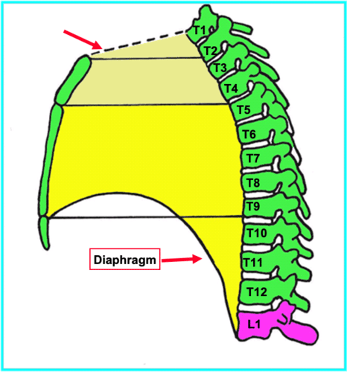 <p>1. Central part of thoracic cavity between right and left pleural cavities. Contains heart and other structures. </p><p>2. Superior boundary is superior thoracic aperture and inferior boundary is diaphragm.</p>