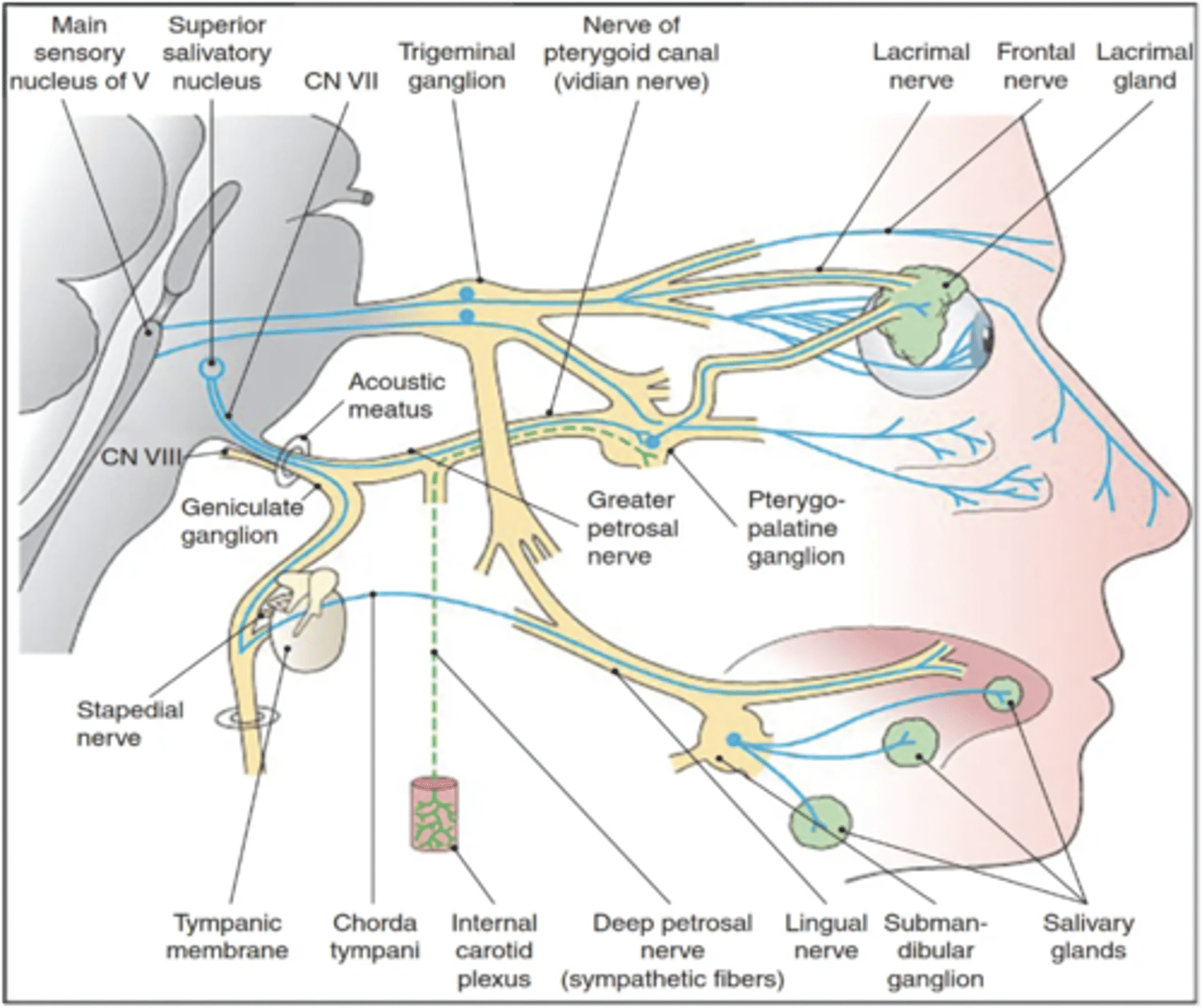 <p>Greater petrosal nerve</p>