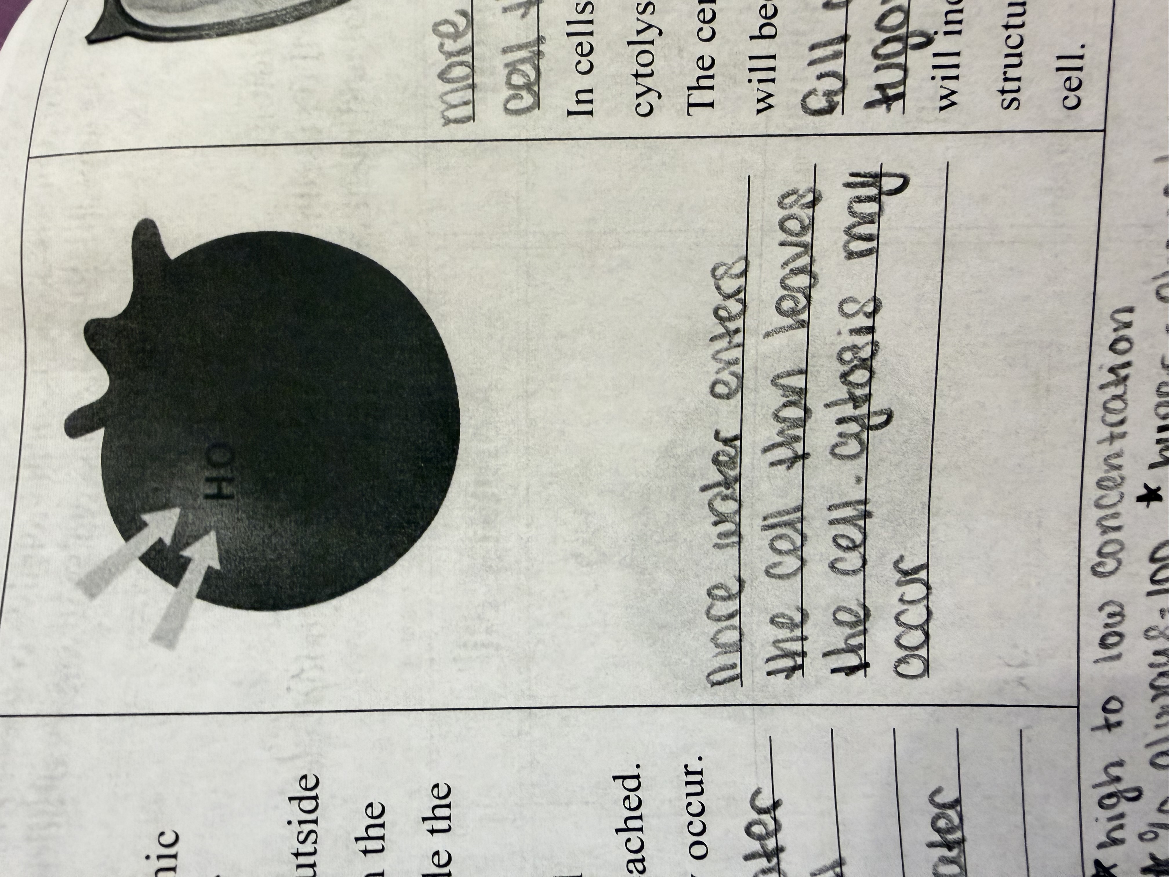 <p>more water enters the cell than leaves the cell (in)</p>