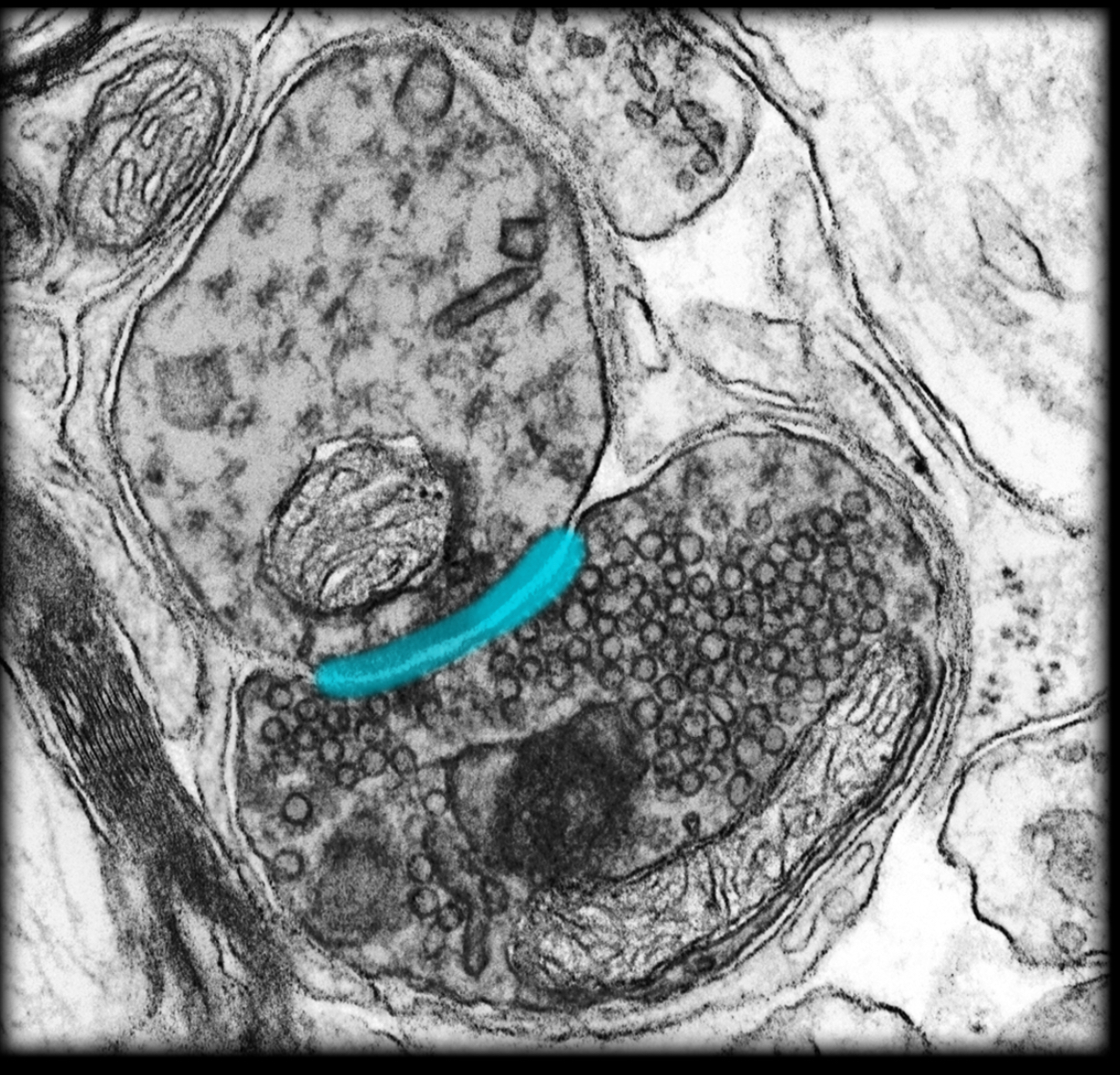 <h4 collapsed="false" seolevelmigrated="true"><strong>Location:</strong></h4><ul><li><p>Junction between axon or dendrite and an effector</p></li></ul><h4 collapsed="false" seolevelmigrated="true"><strong>Description:</strong></h4><ul><li><p>Contact between two neurons or a neuron and an effector</p></li><li><p>Includes presynaptic membrane, synaptic cleft, and postsynaptic membrane</p></li></ul><h4 collapsed="false" seolevelmigrated="true"><strong>Function:</strong></h4><ul><li><p>Transmit neuronal impulse by use of neurotransmitter (chemical synapse)</p></li></ul><h4 collapsed="false" seolevelmigrated="true"><strong>Comment:</strong></h4><ul><li><p>Synaptic effectors include neuronal dendrites, axons, or somata, and non-neuronal cell types (e.g., muscle)</p></li><li><p>Neurotransmitters are chemical agents (e.g., acetylcholine, norepinephrine) released by presynaptic cell at chemical synapse</p></li><li><p>Electrical synapse involves current (ion) flow through gap junctions between adjacent cells</p></li></ul>