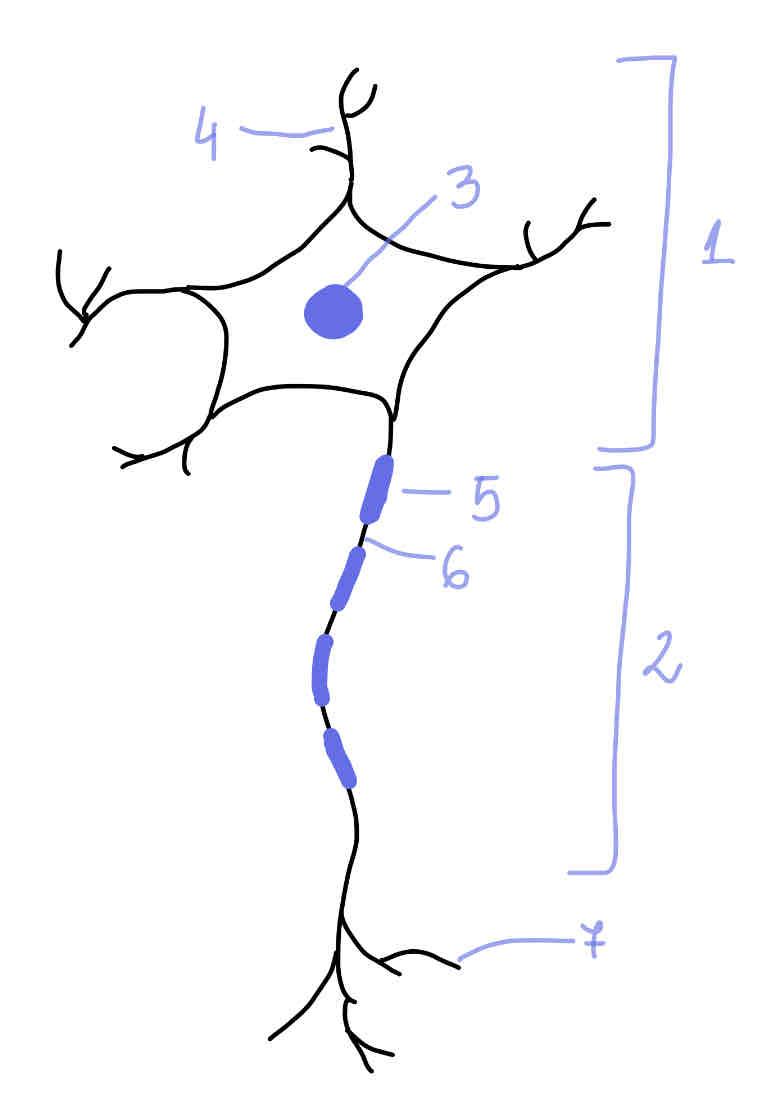 <p>Podpisz budowę neuronu.</p>