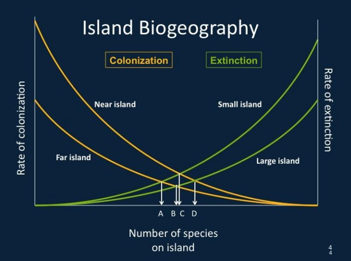 <p>A theory that explains the number and diversity of species on islands based on their size, distance from the mainland, and ecological factors. It emphasizes the effects of isolation and habitat size on species richness. </p>