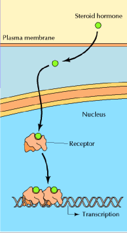 <p>Lock and Key model – receptor and ligand</p>