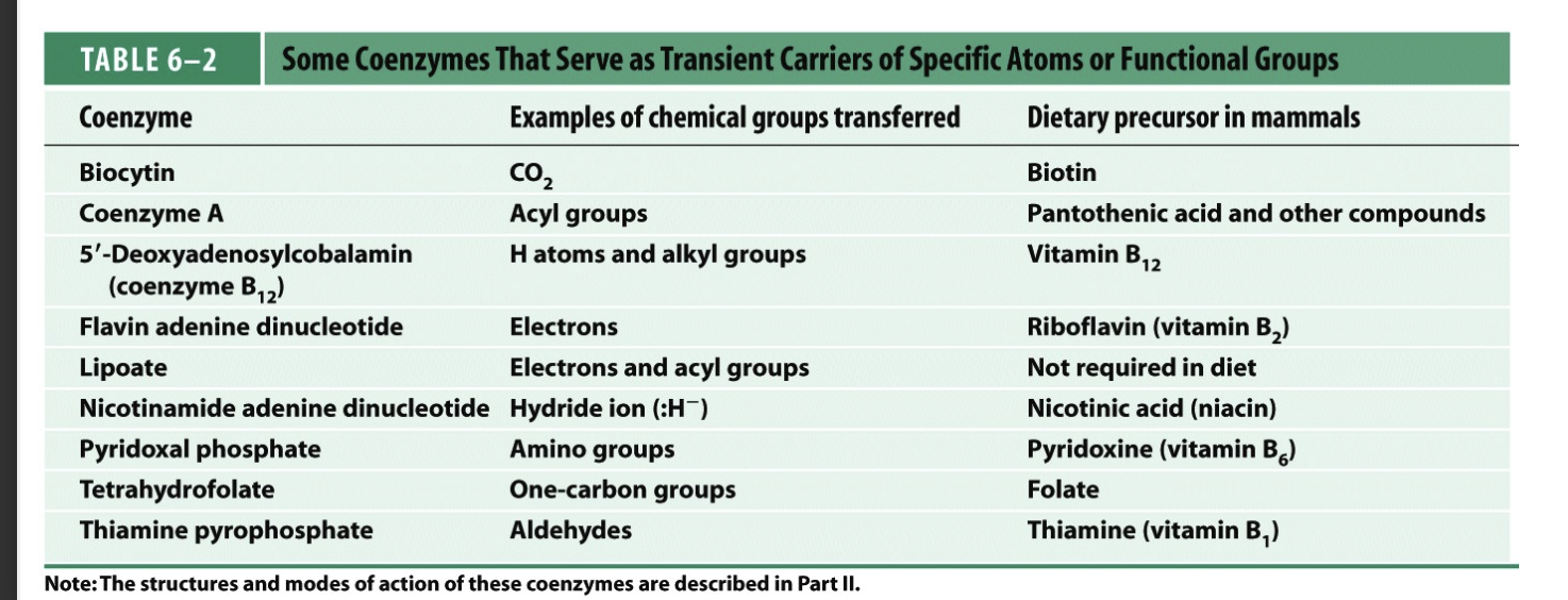 <p>vitamins that are essential for our diet</p>