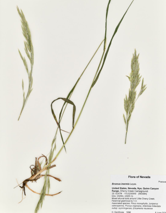 <p>Bromeae, P, I, Bromus inermis, Smooth brome </p>