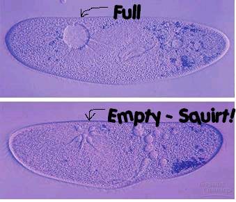 pump excess water out of the cell to maintain a suitable concentration of ions and molecules in the cell
