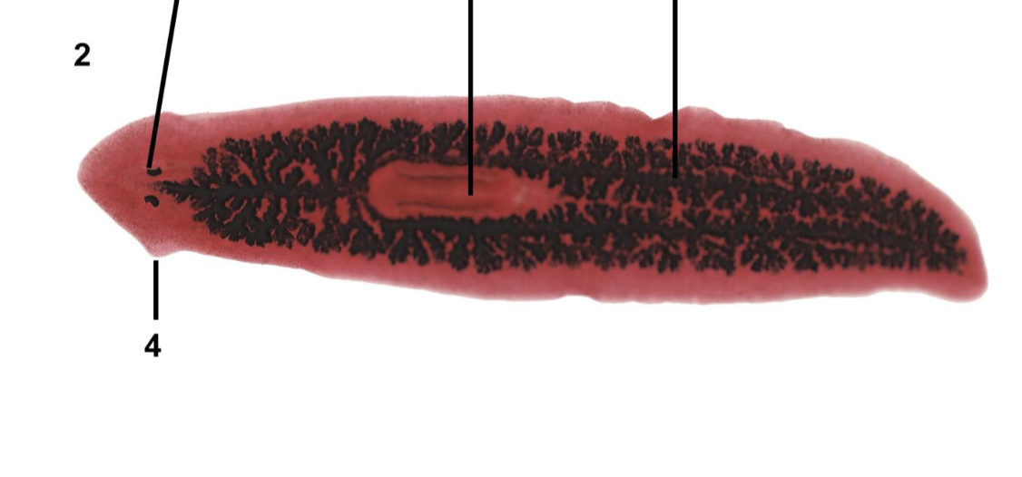 <p>What phylum and order is this organism? What is its habitat and feeding?</p>