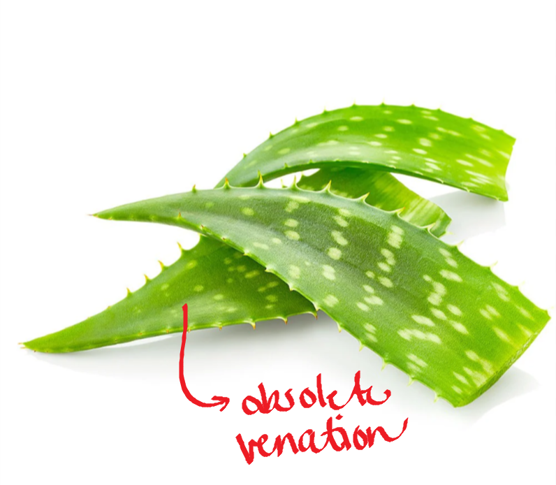 <p>leaf spines; succulent leaves; sabila</p>