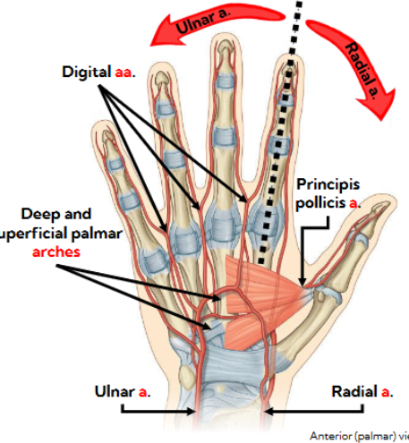 <p>Digital aa.</p><p>Principis pollicis a.</p>