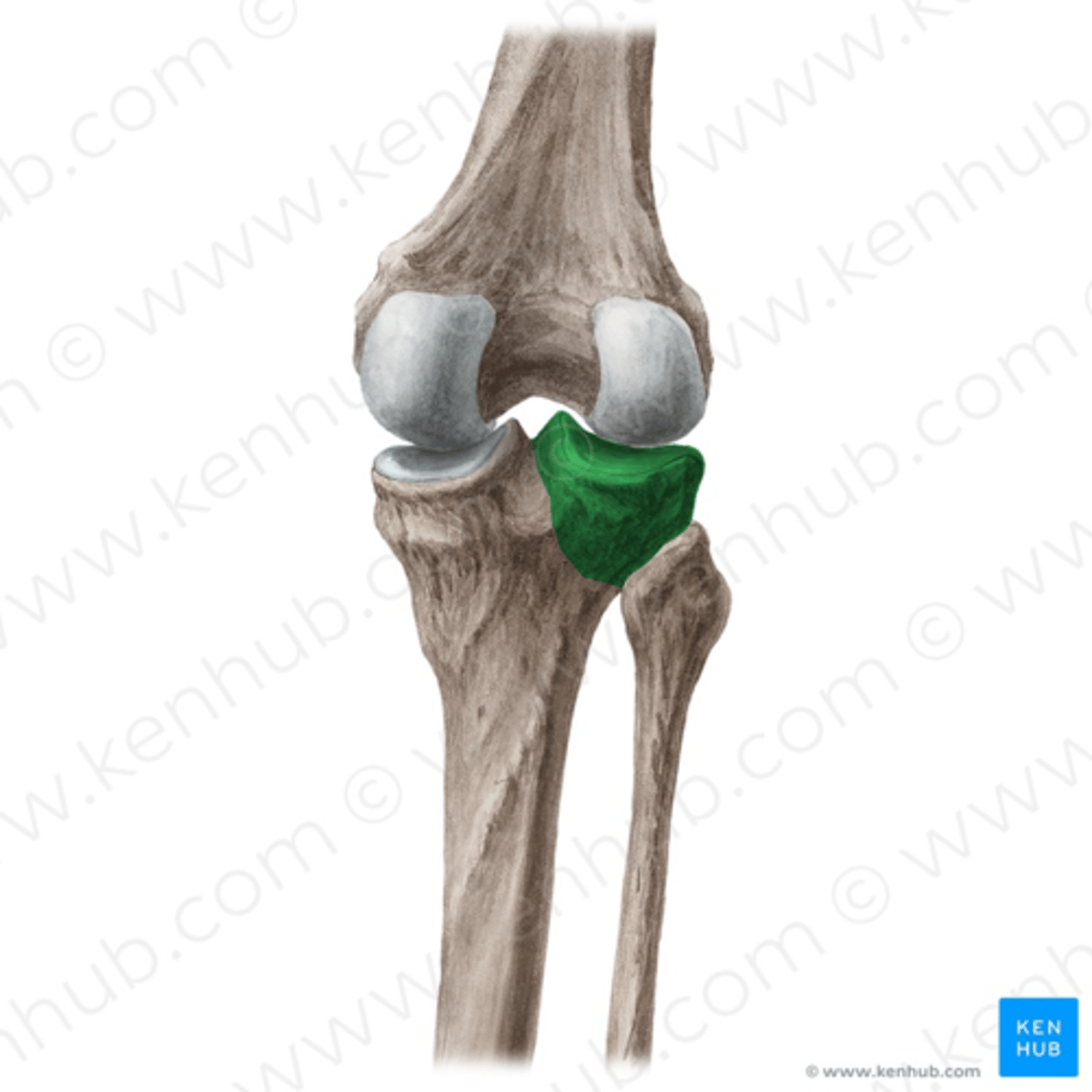 <p>condylus lateralis</p>