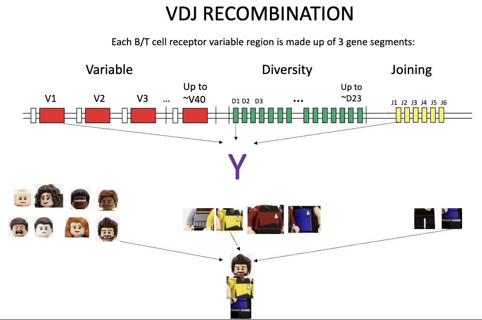 <ul><li><p>Variable region made of 3 segments: <strong>V, D, J</strong></p><ul><li><p>Variable (up to 40), Diversity (up to 23), Joining (up to 6)</p></li></ul></li><li><p>Heavy chain: V + D + J</p></li><li><p>Light chain: V + J only</p><img src="https://knowt-user-attachments.s3.amazonaws.com/58da0d60-a644-426c-8282-e2b873ccbeaa.png" data-width="100%" data-align="center"></li></ul><p></p>