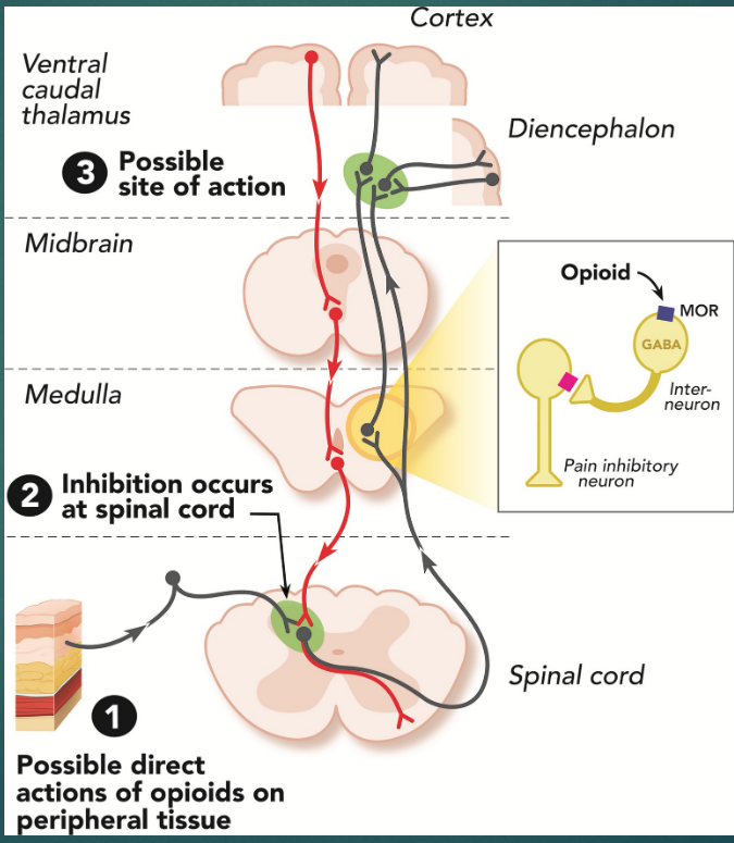 <p>GABA-ergic, pain inhibitory </p>
