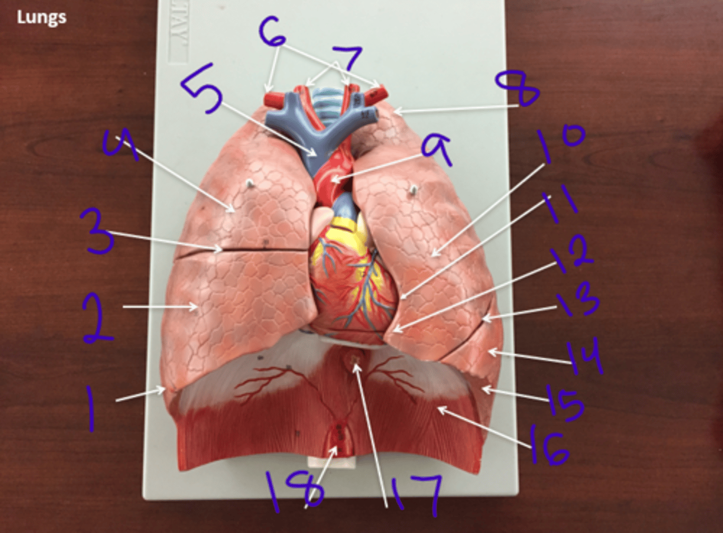 <p>Lungs 1 - #17</p>
