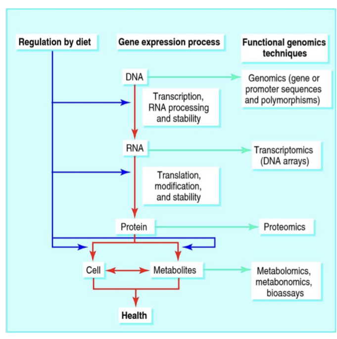 <p>Examples of Nutrigenomics</p>