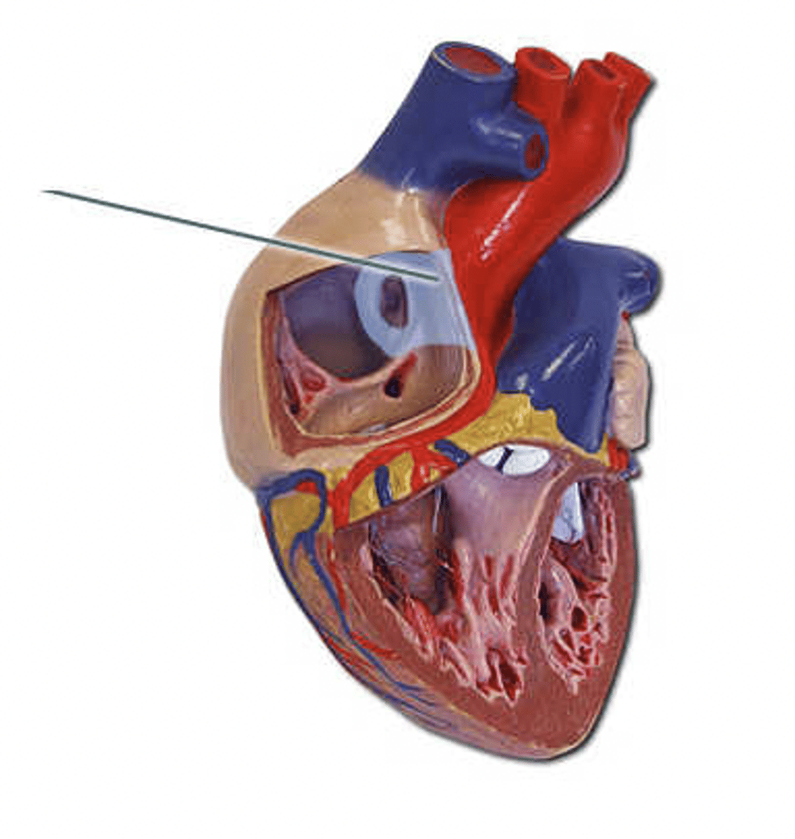 <p>Identify the highlighted structure.</p>