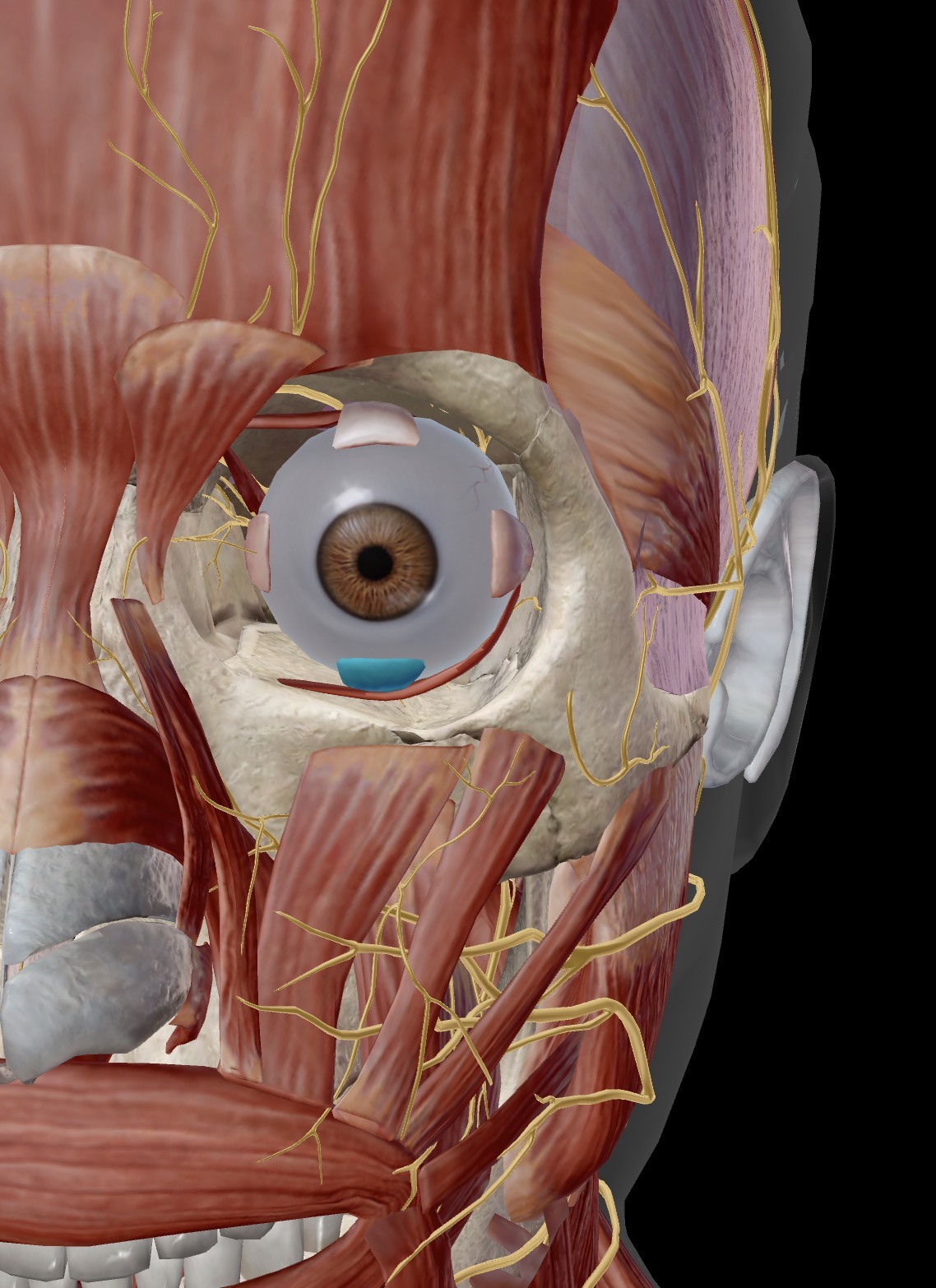 <p>Name the muscle and corresponding letter ( O = origin, I = insertion, A = actions, IN = innervation)</p><p>A</p><p>IN</p>