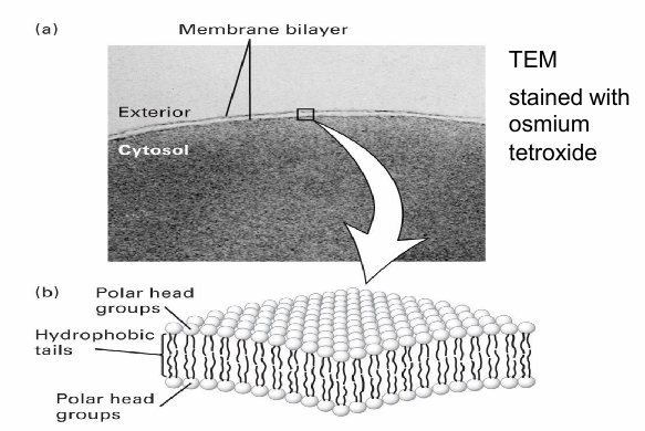 <ul><li><p>Visualized using TEM&nbsp;</p></li><li><p>2 thin parallel lines seen at cell surface indicates bilayer structure&nbsp;</p><ul><li><p>Row of polar groups facing inside/outside </p></li></ul></li><li><p>Hydrophobic tail (np) and polar headgroup (hydrophilic) </p><ul><li><p>Hydrophobic core as tails face eachother in (aq) cell env </p></li></ul></li></ul><p></p>