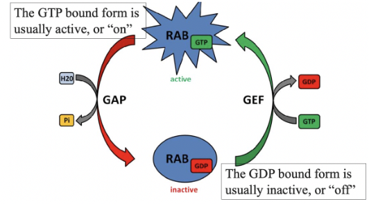 <p>causes a small GTPase to release GDP & bind to GTP, so GTPase is in its <strong>GTP bound form</strong></p>