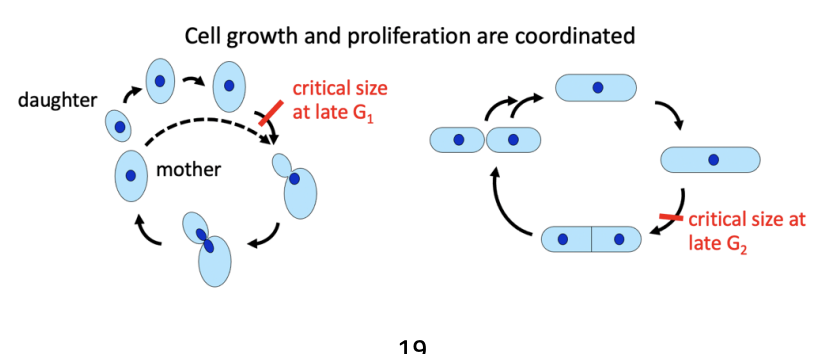<p>Morphology may be correlated with cell cycle position</p><p>(right = fission yeast)</p><p>Left = fission yeast= bud emergence is an important landmark</p><p></p><p></p>