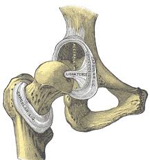 <p>femur to the acetabulum of the pelvic </p>