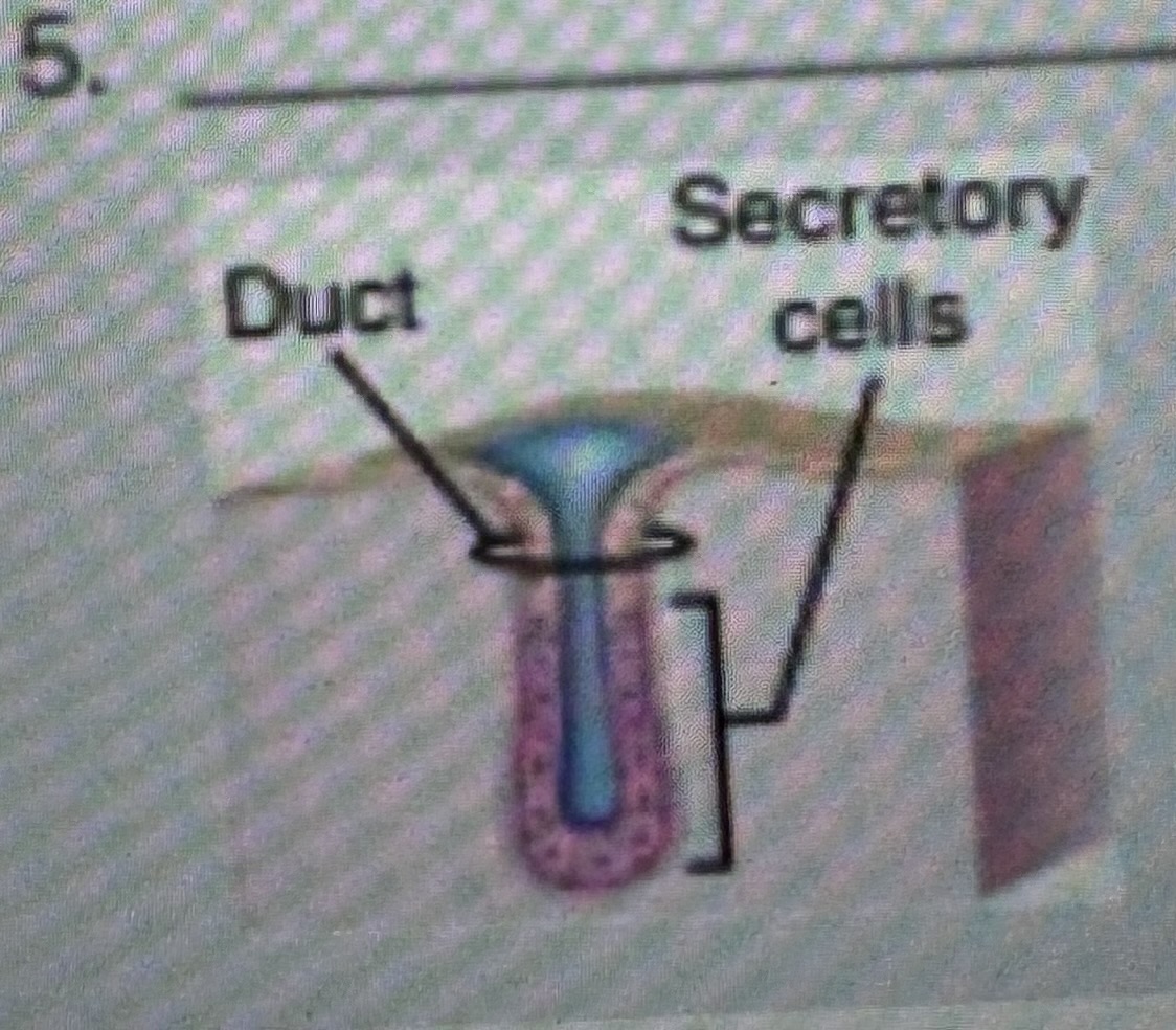 <p>Classify the type of exocrine gland </p>