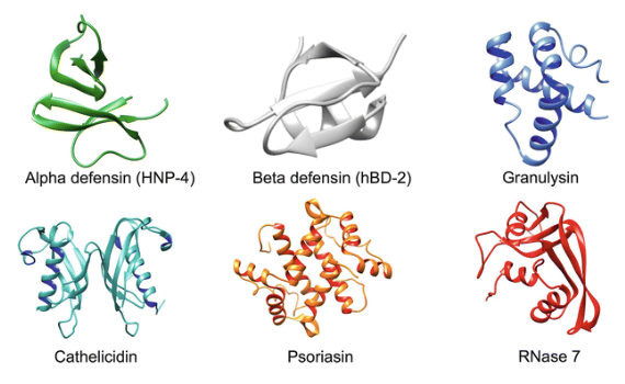 <p><strong>Defensin</strong>:</p><p>Antimikrobiell peptid som produceras av epitelceller på mukosala ytor och av leukocyter (NK-celler &amp; CTL). </p><p><strong>Cathelicidin</strong>: </p><p>Produceras av epitelceller i slemhinnor och av neutrofiler. De aktiveras genom proteolytisk klyvning av inflammatoriska cytokiner.  </p>