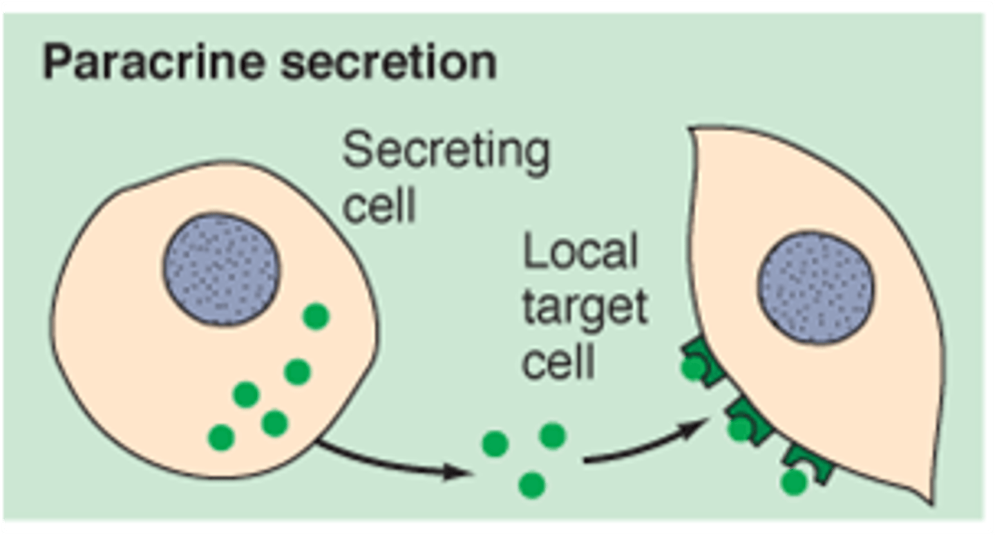 <p>- Release of a chemical mediator from one cell that stimulates adjacent cells without entering the bloodstream.</p><p>- Paracrine relates to the local release of signalling molecules</p>