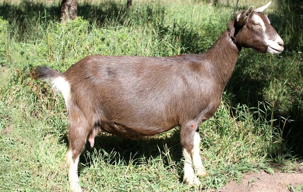 <ul><li><p>Originated in Switzerland</p></li><li><p>Is the <strong>second highest milk producer in the world</strong> </p></li><li><p>Tan body with white markings</p><ul><li><p>Will have uniform colors</p></li></ul></li></ul><p></p>