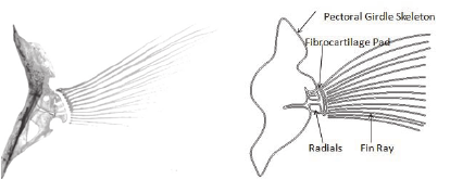<ul><li><p>Made of <strong>Basalia</strong> (cartilaginous/bony) and distal <strong>Radialia</strong>.</p></li><li><p>Together called <strong>Pterygiophores</strong>.</p></li><li><p>In some bony fishes, paired fins lack basalia and have reduced radialia.</p></li><li><p>Median and dorsal fin bases attach to the vertebral column.</p></li></ul><p></p><p>skeletal base for paired or unpaired fins can be composed of either cartilage or bone</p>