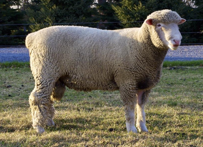 <ul><li><p><strong>Lincoln x Rambouillet</strong></p><ul><li><p>Very intermediate breed</p></li><li><p>More valued than Long-wools</p></li></ul></li><li><p>Originated in <strong>Wyoming</strong></p><ul><li><p>Found in the plains/forage states</p></li></ul></li><li><p>Pink pigmentation and <strong>always polled</strong></p></li></ul><p></p>