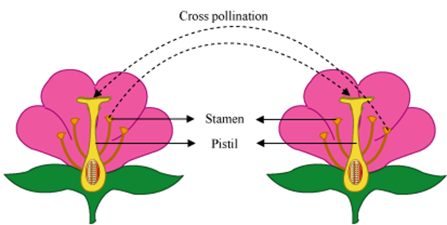 <p>transfer of pollen grains from the anther of a flower to the stigma of a flower on a different plant of the same species</p>