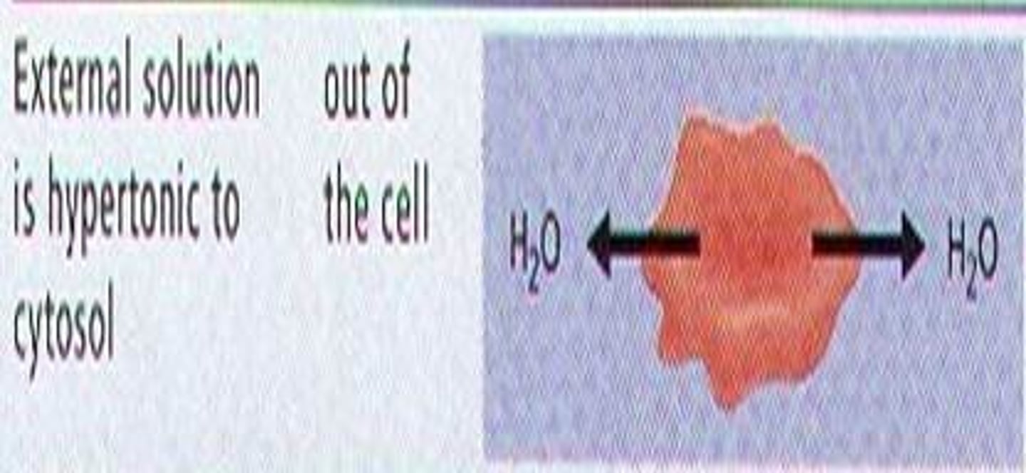 <p>the solution with the greater concentration of solutes than that inside the cell; the cell will lose water to its environment--&gt; Cell will shrivel up</p>