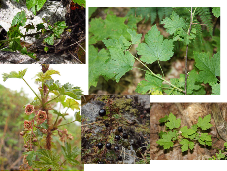 <p>Currant sp.</p>