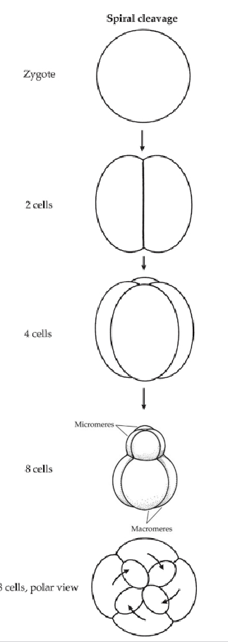 <p>During transition from <strong>4 to 8 </strong>blastomeres, embryonic cell division generates successive blastomeres diagonally, creating a ‘spiral’ arrangement around A-V axis</p><ul><li><p><strong>Dextrotopic</strong></p></li><li><p><strong>Levotropic</strong></p></li></ul><p></p>
