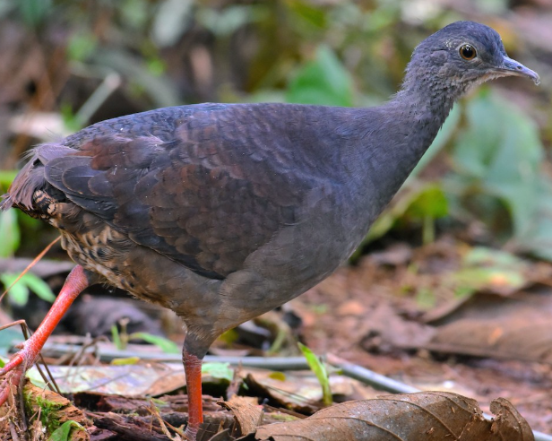 <p>What bird is this?</p>