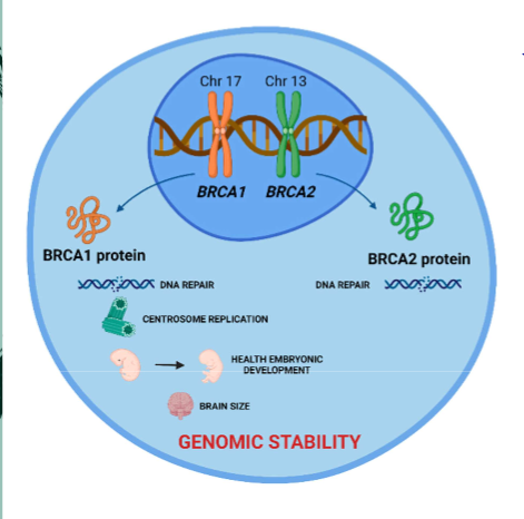 <p>Mainly involved in the repair of DNA damage and cell cycle regulation.</p><p><u>If tested positive, it means you do not have it</u> (it lost its function)<u>, resulting in an increase of breast cancer.</u></p>