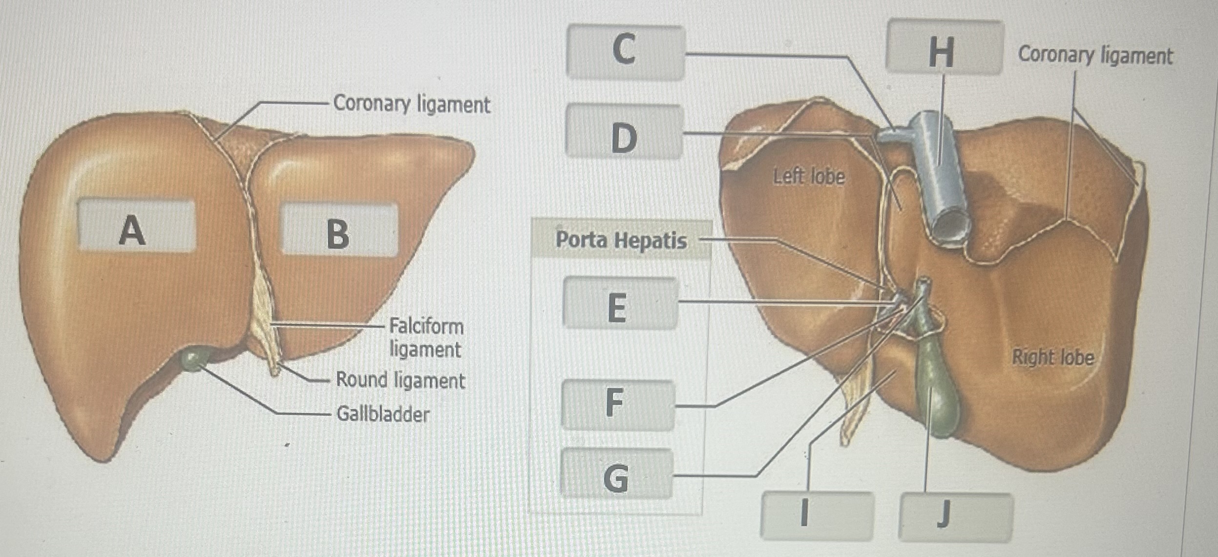 Identify the liver structure labeled G