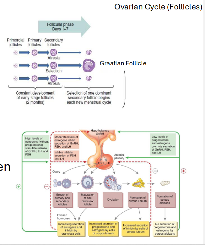 <p><span style="color: rgb(0, 0, 0);"><span>• Days 1-13</span></span><span style="color: rgb(0, 0, 0);"><br></span><span style="color: rgb(0, 0, 0);"><span>• </span><strong><span>FSH</span></strong><span> stimulates follicle growth</span></span><span style="color: rgb(0, 0, 0);"><br></span><span style="color: rgb(0, 0, 0);"><span>• Granulosa cells → rising </span><strong><span>estrogen</span></strong></span><span style="color: rgb(0, 0, 0);"><br></span><span style="color: rgb(0, 0, 0);"><span>• Dominant follicle selection</span></span><span style="color: rgb(0, 0, 0);"><br></span><span style="color: rgb(0, 0, 0);"><span>• Clarification from last lecture</span></span><span style="color: rgb(0, 0, 0);"><br></span><span style="color: rgb(0, 0, 0);"><span>• </span><strong><span>Key Idea</span></strong><span>: “Follicle grows and estrogen rises.”</span></span></p>